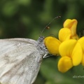 Senfweißling (Leptidea sinapis/reali/juvernica)